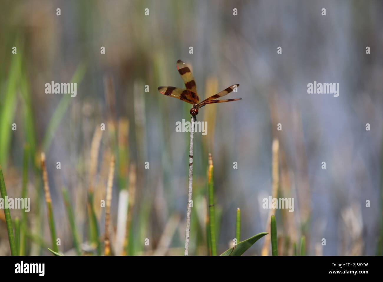 Halloween Pennant Dragonfly3 Stock Photo Alamy