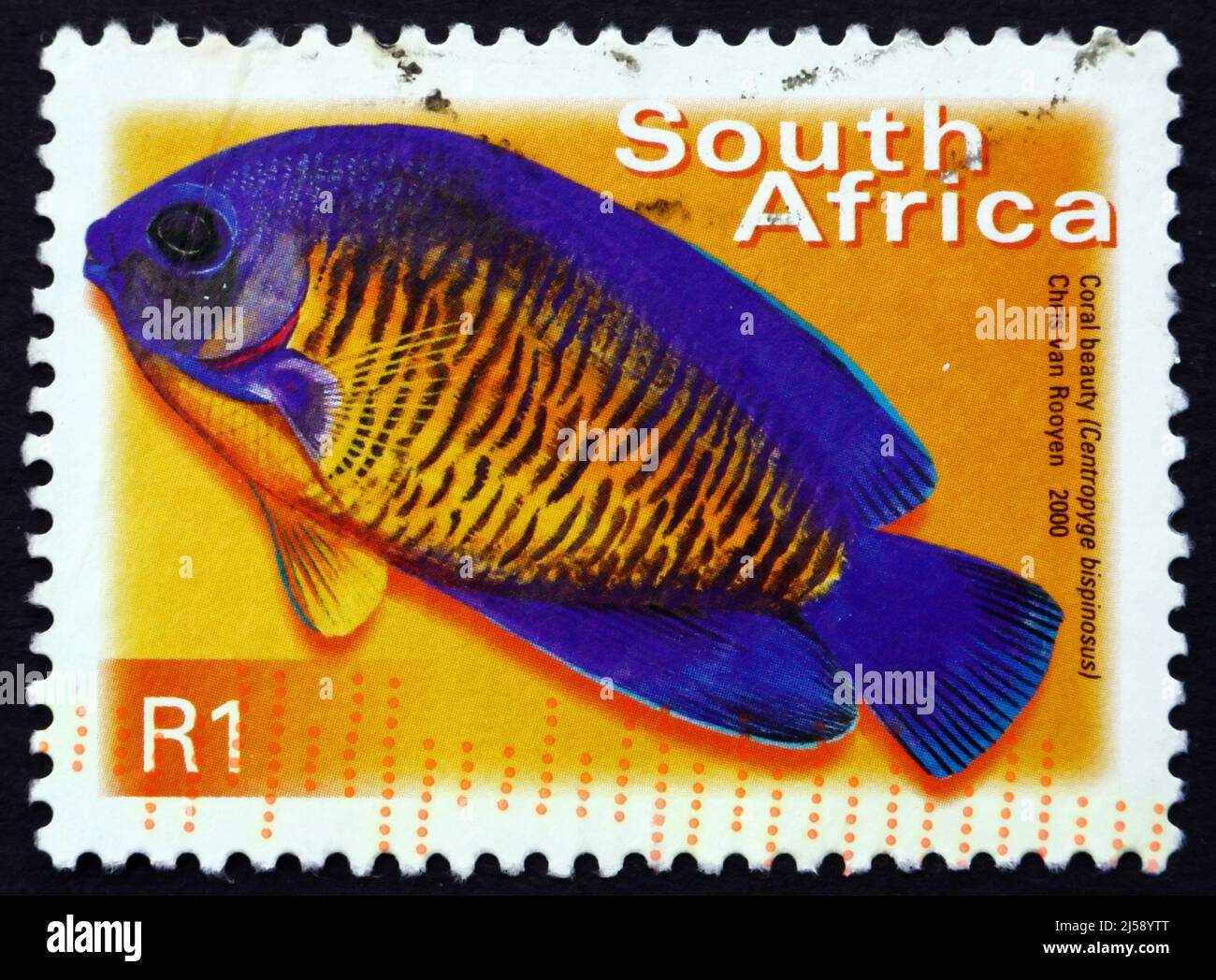 SOUTH AFRICA - CIRCA 2000: a stamp printed in South Africa shows Coral Beauty, Centropyge Bispinosus, Marine Tropical Fish, circa 2000 Stock Photo