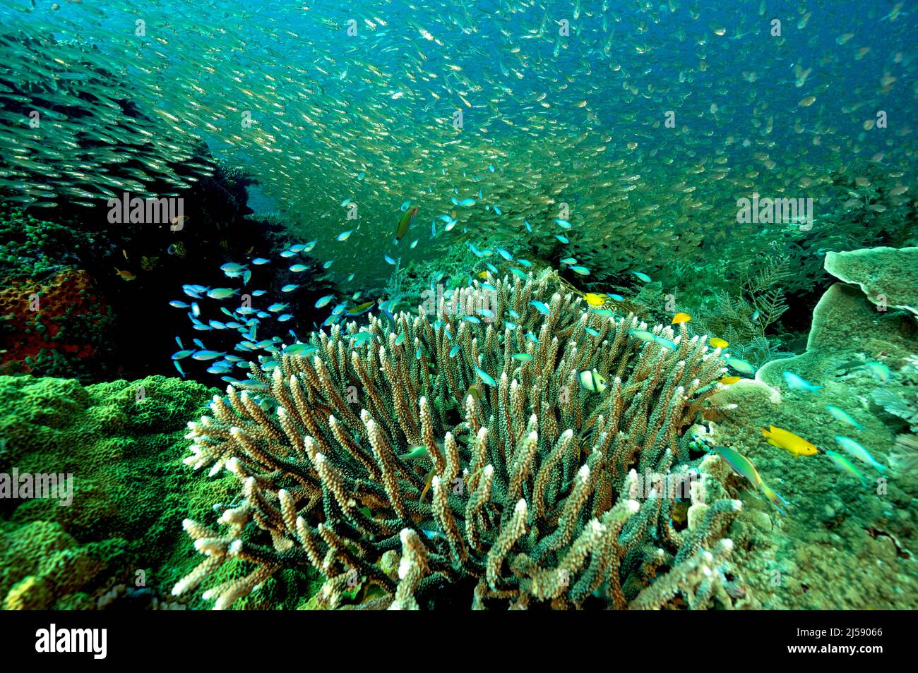 Reef scenic with glass fishes and blue damsels, Raja Ampat Indonesia. Stock Photo