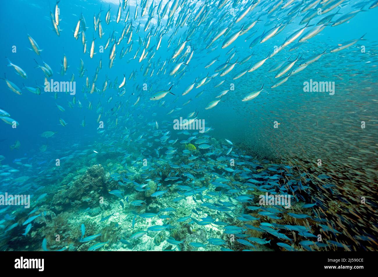 Massive school of fusiliers and glass fishes, Raja Ampat Indonesia. Stock Photo