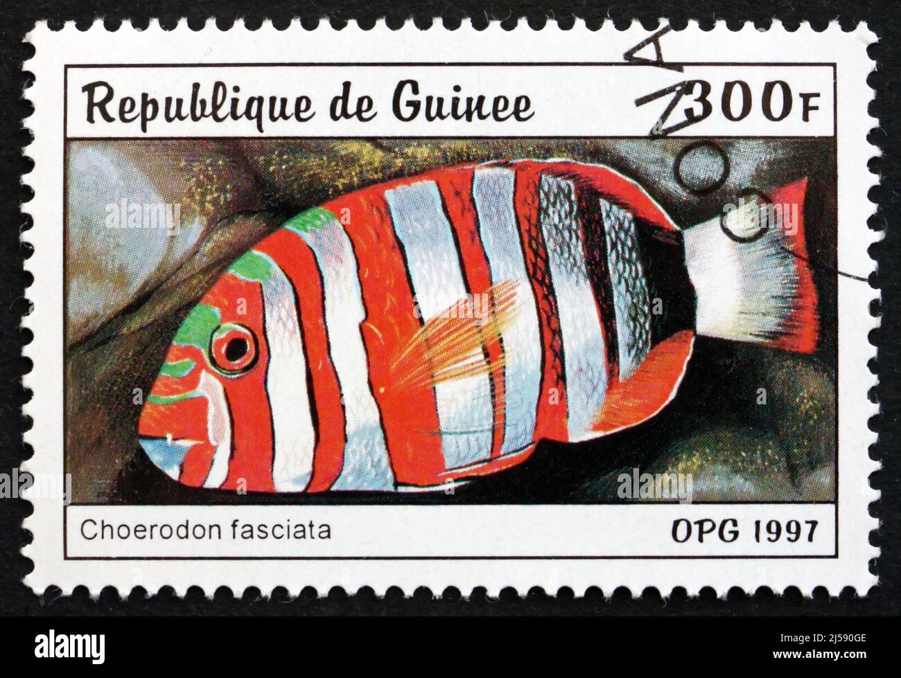 GUINEA - CIRCA 1997: a stamp printed in the Guinea shows Harlequin Tuskfish, Choerodon Fasciata, Fish Native to the Western Pacific Ocean, circa 1997 Stock Photo