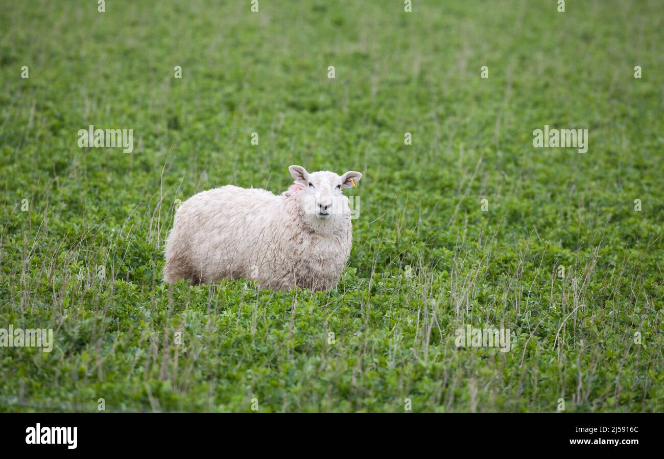 Sheep in field Stock Photo