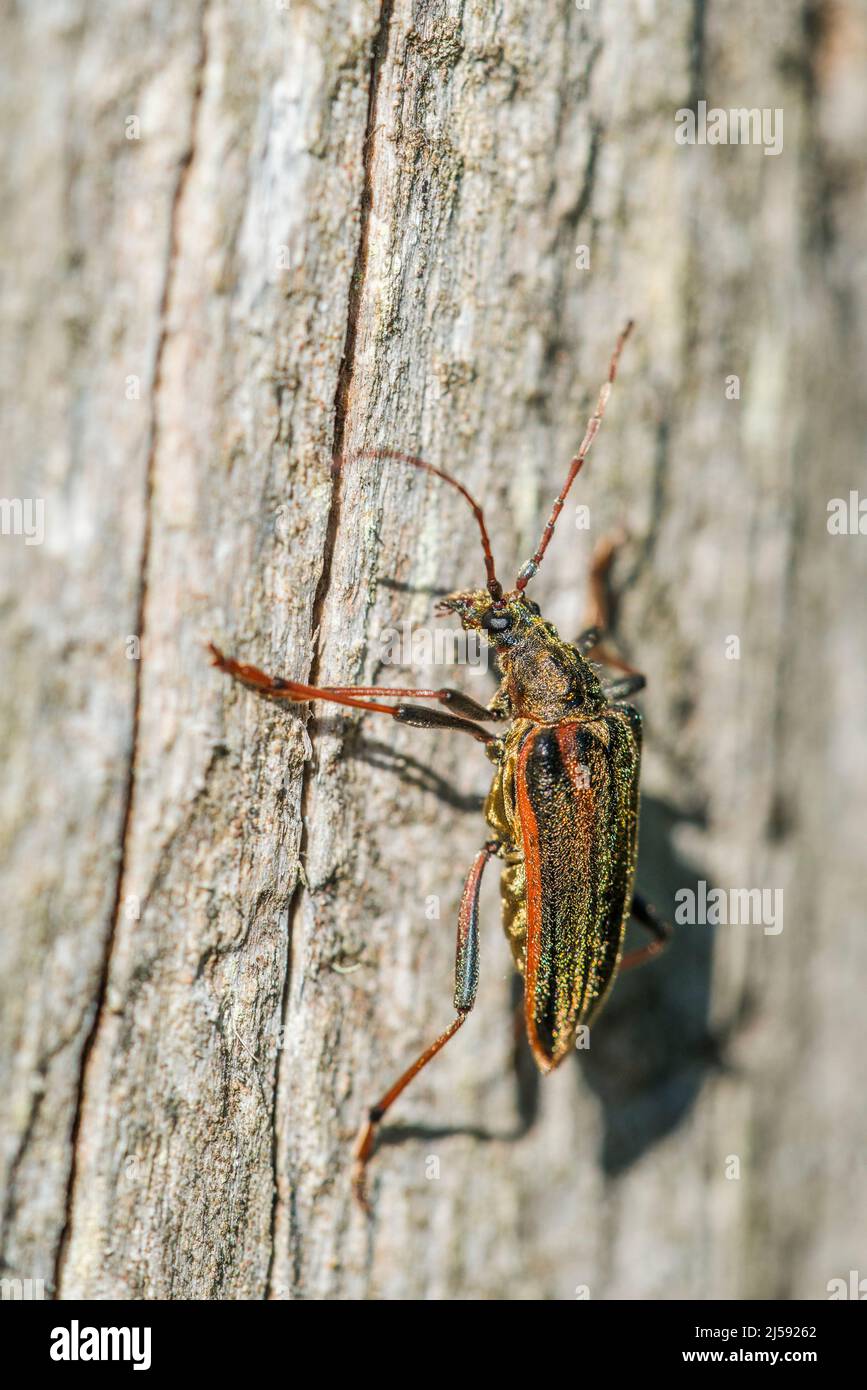Oxymirus cursor is the species of the Lepturinae subfamily in long-horned beetle family. Stock Photo