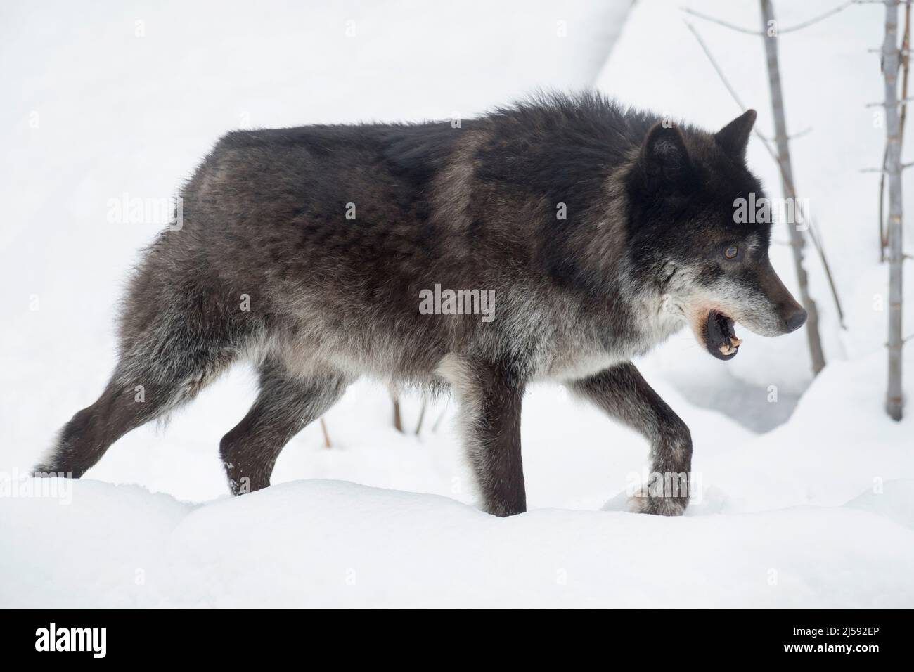 Wild black canadian wolf is walking on a white snow. Canis lupus pambasileus. Animals in wildlife. Stock Photo