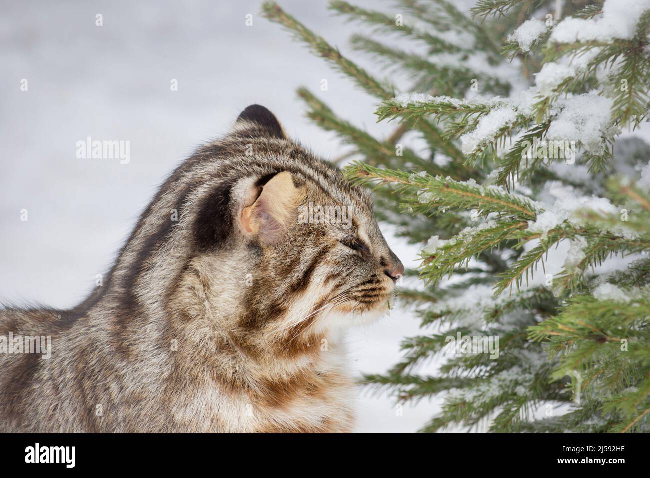 Amur forest cat is eating needles of pine. Siberian leopard cat. Felis