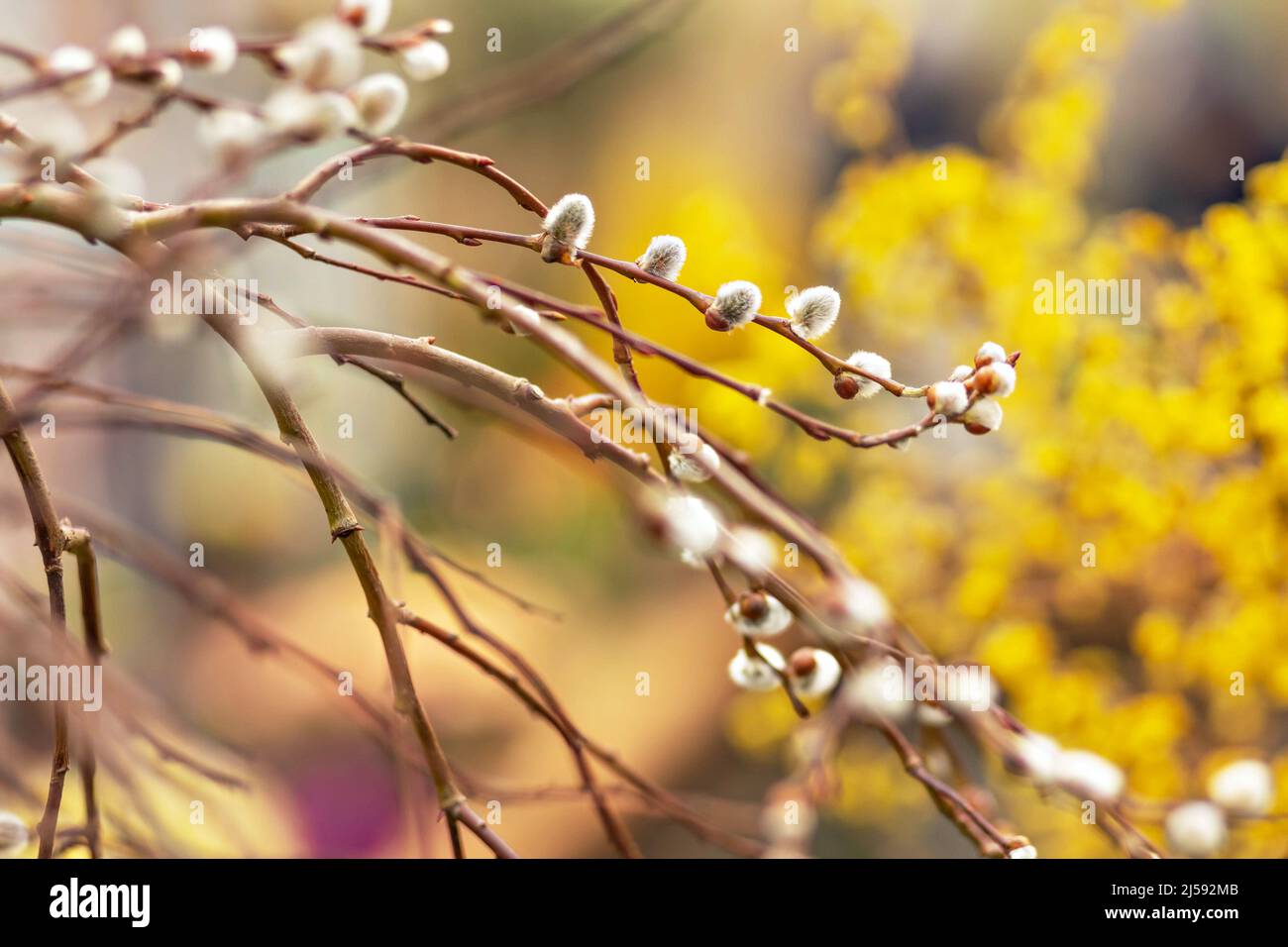 Branches with buds on a tree in a blooming spring garden. Yellow. Natural background. Stock Photo