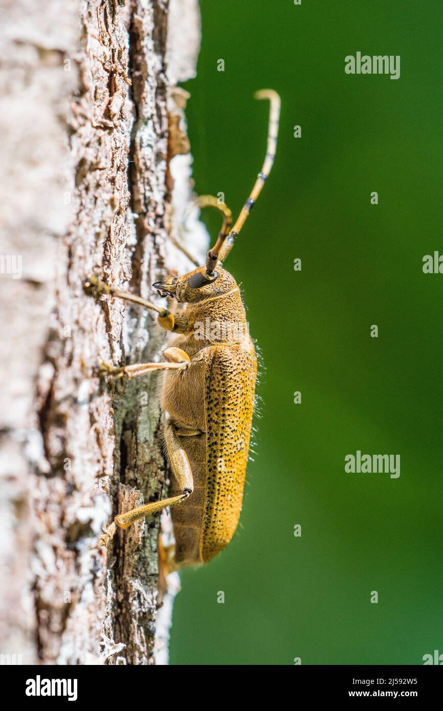 poplar borer, Saperda carcharias is a species of longhorn beetle. Stock Photo