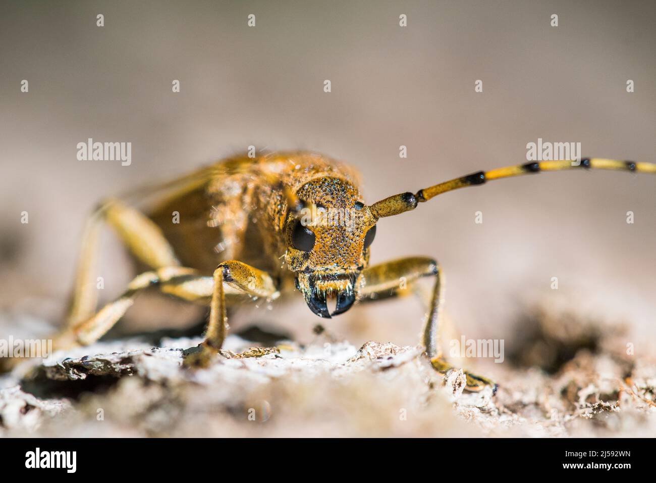 poplar borer, Saperda carcharias is a species of longhorn beetle. Stock Photo