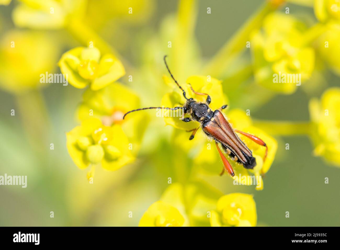 Stenopterus rufus is a beetle species of round-necked longhorns belonging to the family Cerambycidae, subfamily Cerambycinae. Stock Photo
