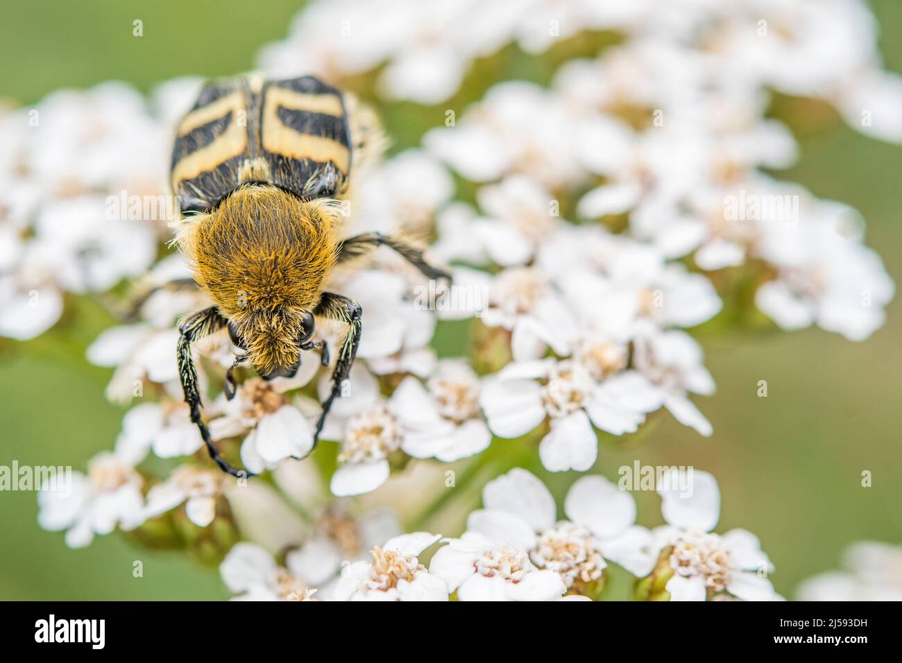 Trichius fasciatus, the Eurasian bee beetle, is a beetle species belonging to the family Scarabaeidae, subfamily Cetoniinae. Stock Photo