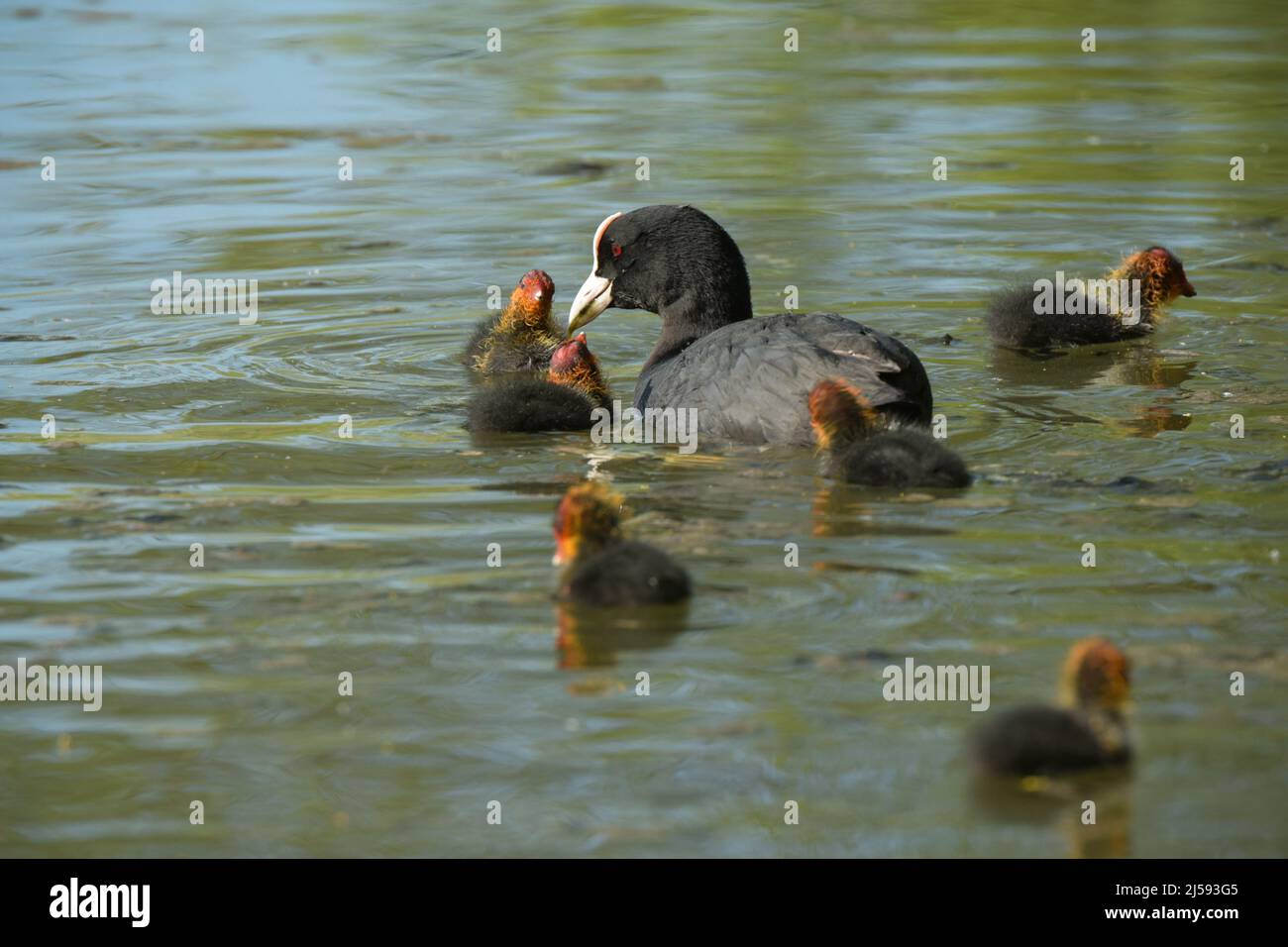 view on a coot giving food to its babies on a pond Stock Photo Alamy
