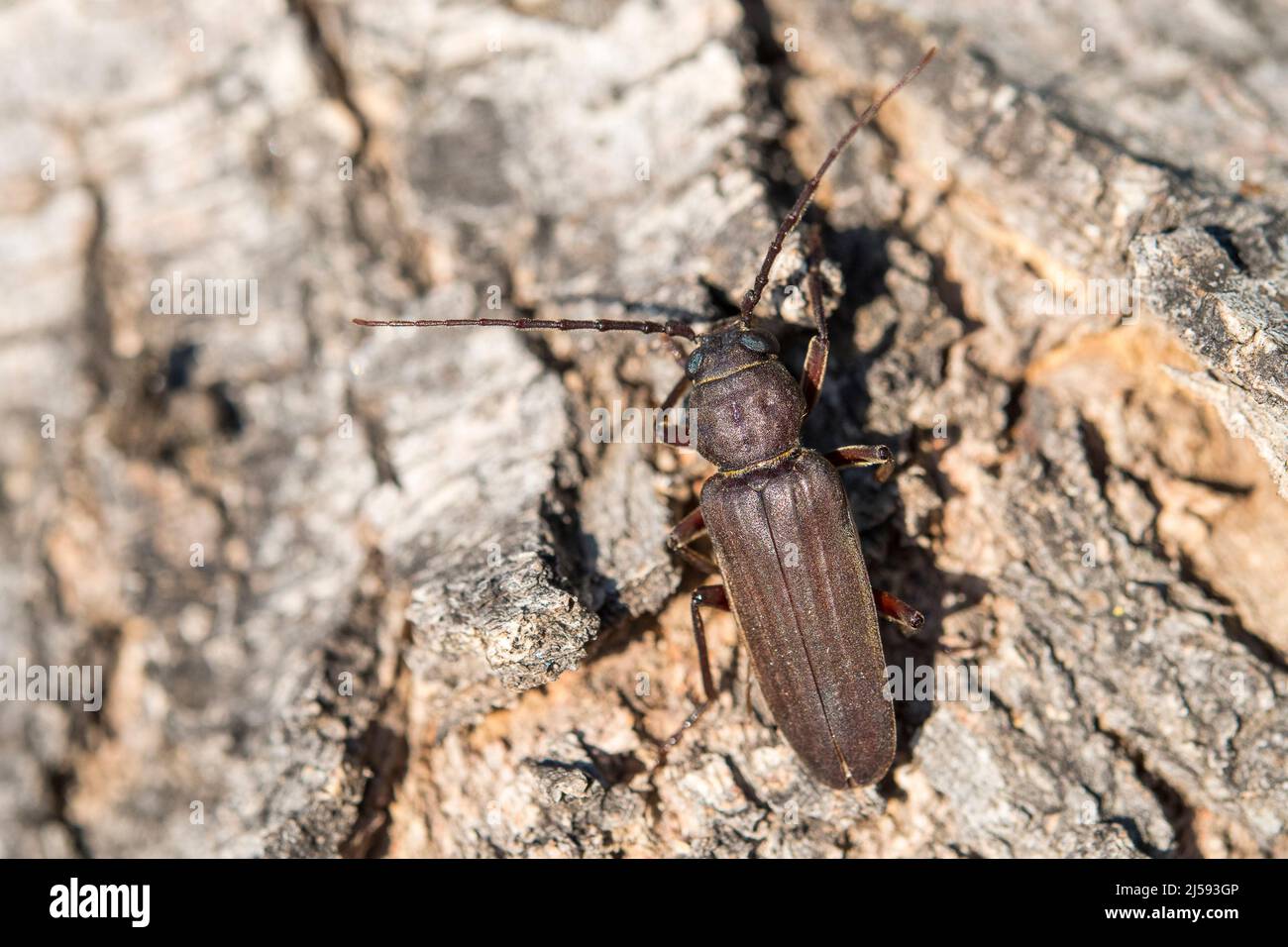 Burnt pine longhorn, Arhopalus ferus, in the family Cerambycidae, the longhorn beetles, in the tribe Asemini. Stock Photo