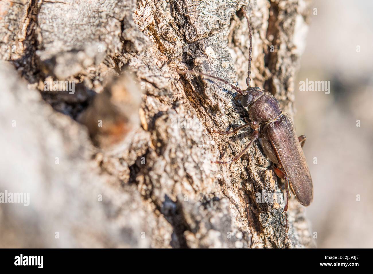 Burnt pine longhorn, Arhopalus ferus, in the family Cerambycidae, the longhorn beetles, in the tribe Asemini. Stock Photo