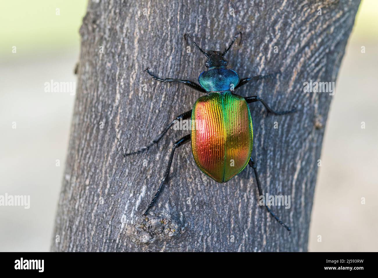 Agreeable Caterpillar Hunter or Forest Caterpillar Hunter(Calosoma sycophanta), is a species of ground beetle belonging to the family Carabidae. Stock Photo