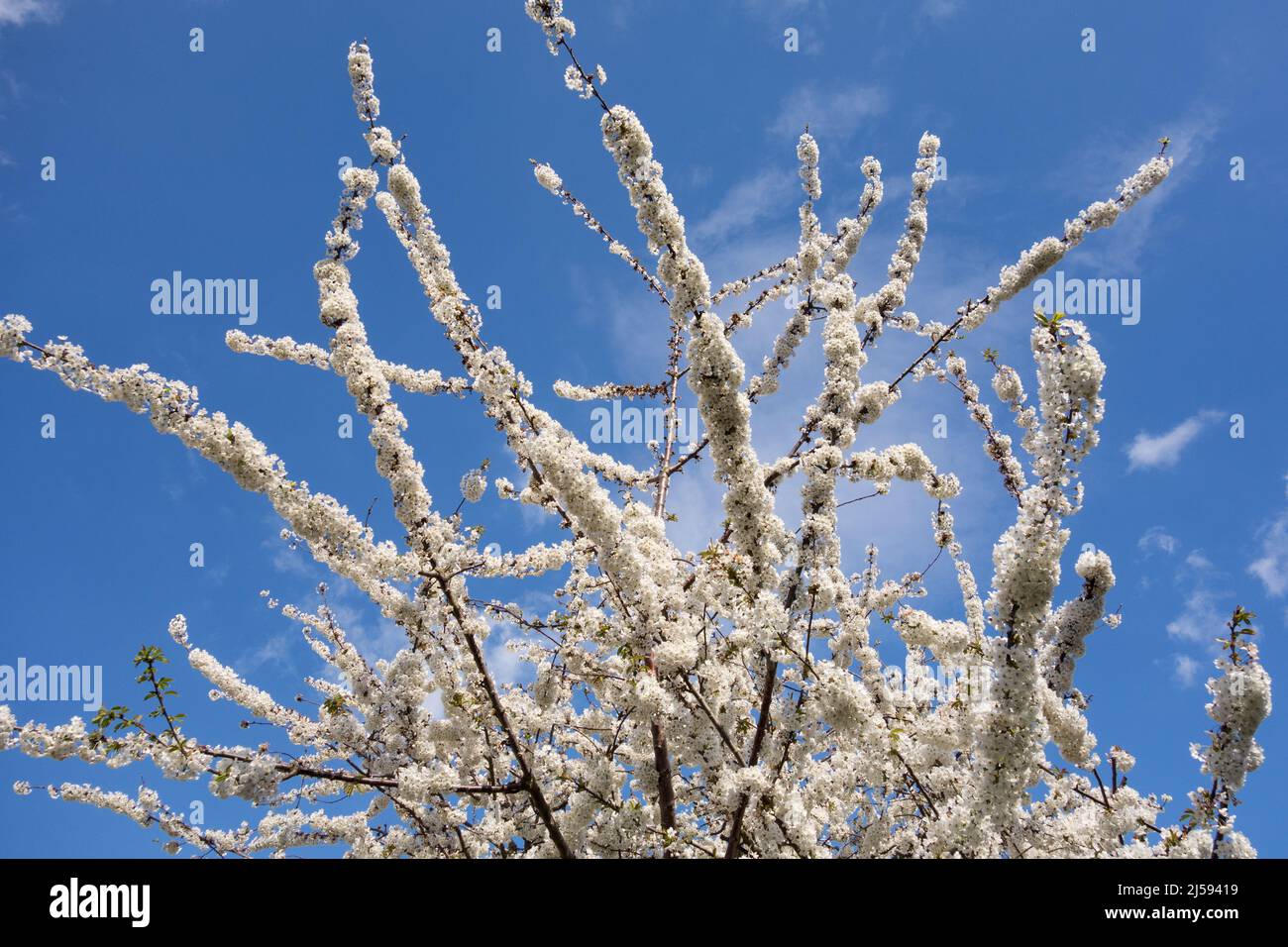 A blossoming white Sakura cherry blossom tree in London, England, UK Stock Photo