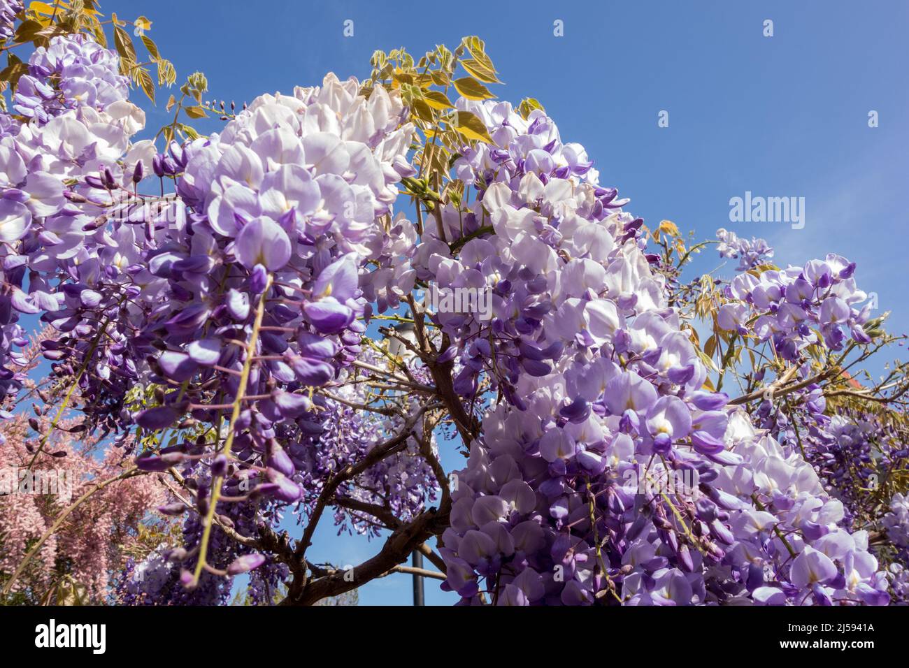 Blossoming purple Chinese Wisteria or Wisteria Sinensis Stock Photo