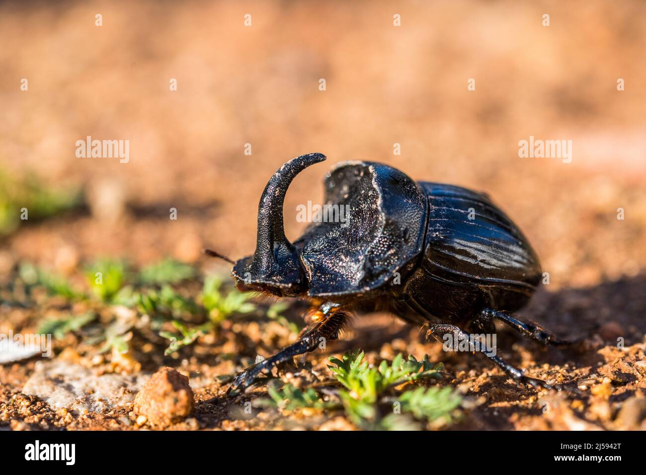 Spanish Dung Beetle (Copris hispanus), male. Stock Photo