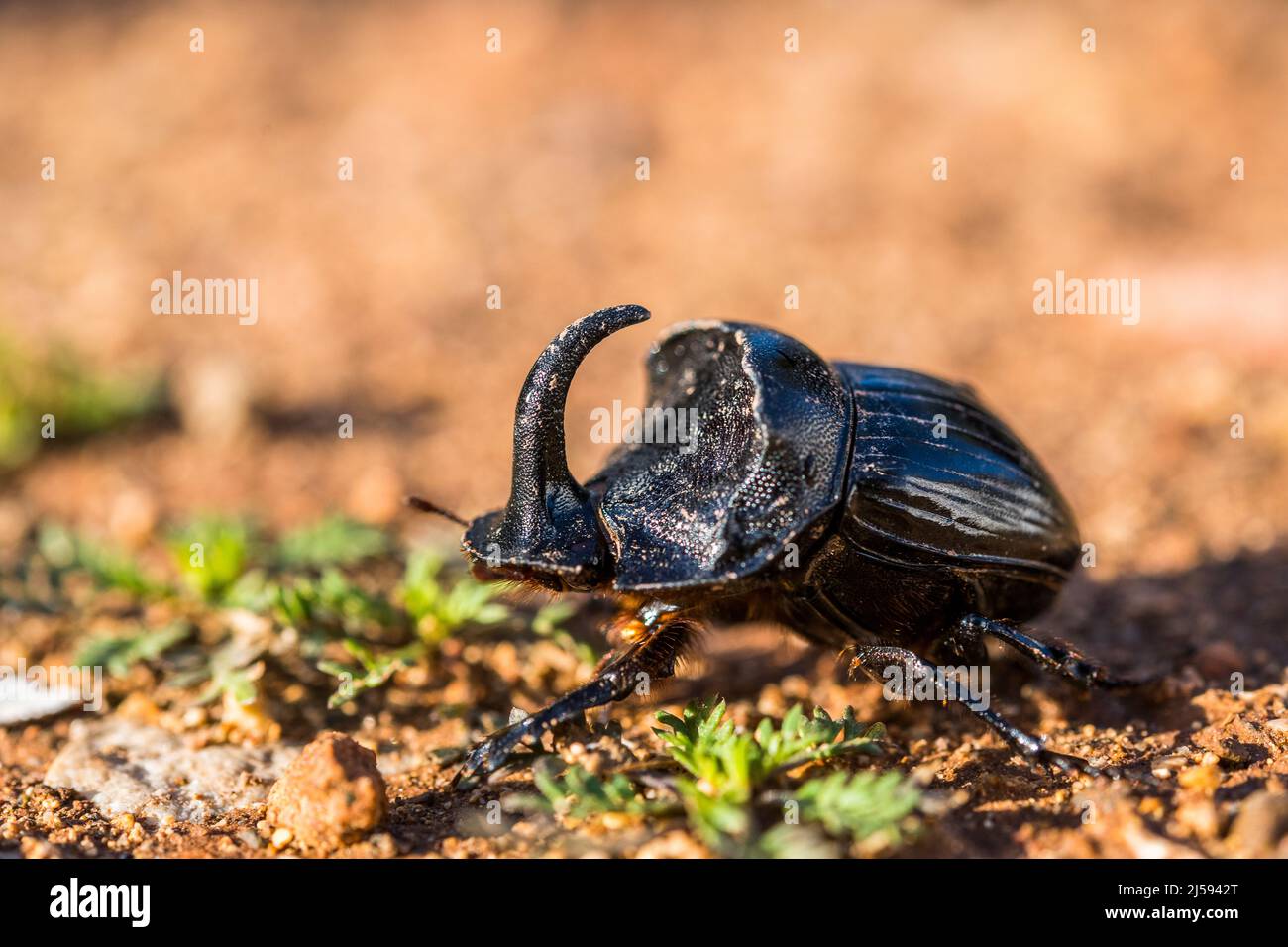 Spanish Dung Beetle Copris Hispanus Male Stock Photo Alamy Spanish Dung Beetle Copris Hispanus Male Stock Photo Alamy