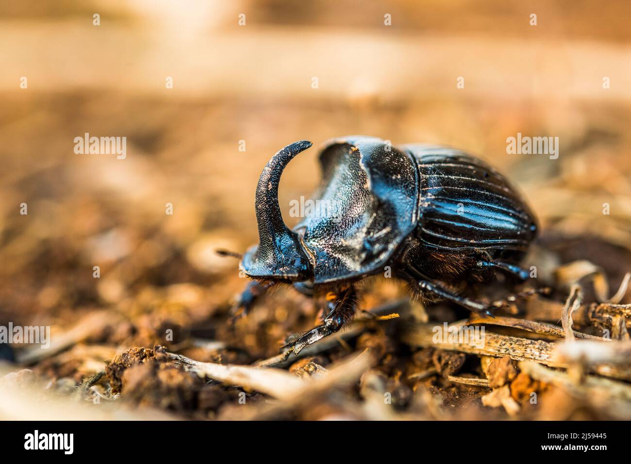 Spanish Dung Beetle Copris Hispanus Male Stock Photo Alamy Spanish Dung Beetle Copris Hispanus Male Stock Photo Alamy