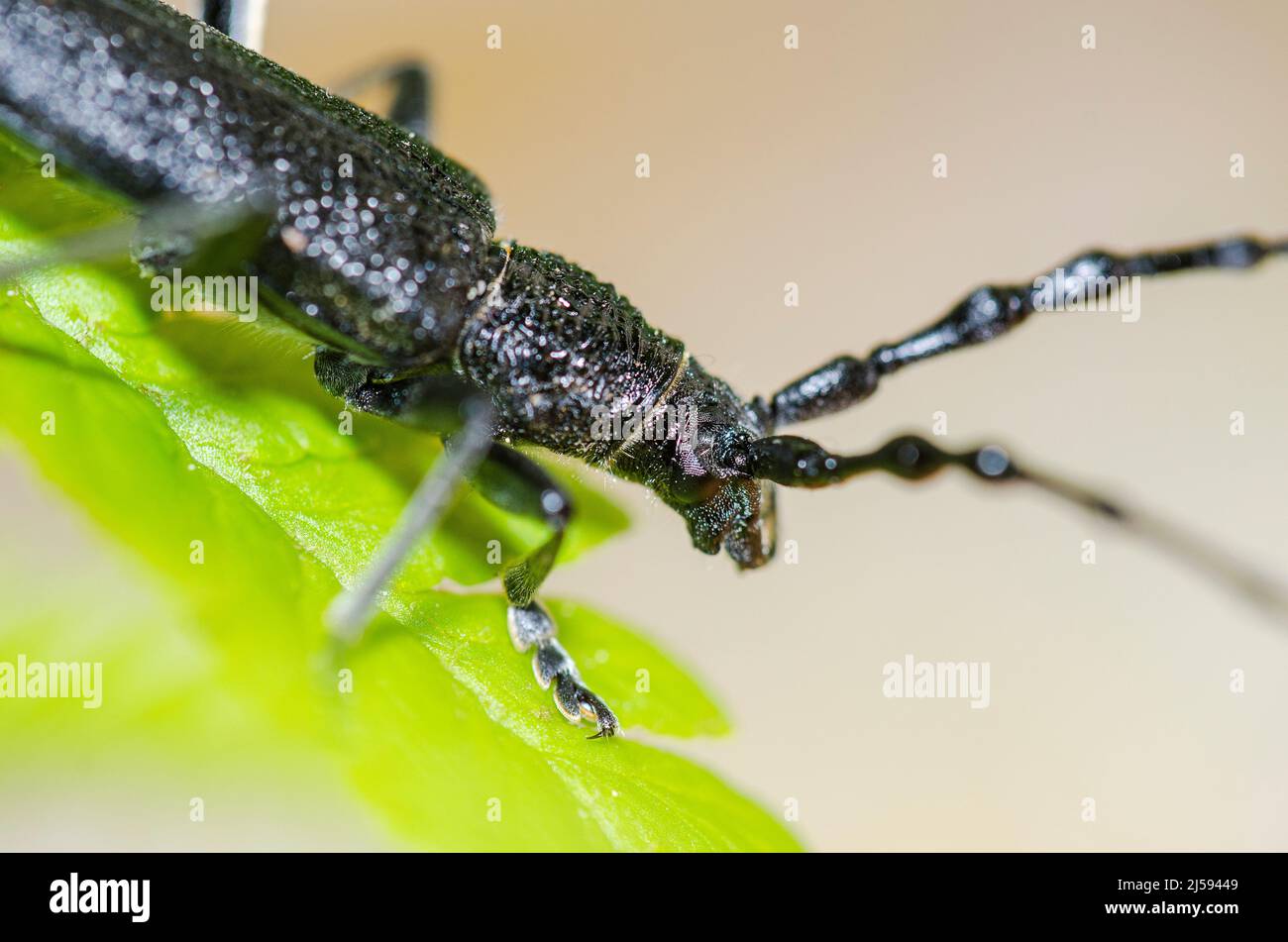 Capricorn beetle, Cerambyx scopolii, is species of longhorn beetle native to Europe. Stock Photo