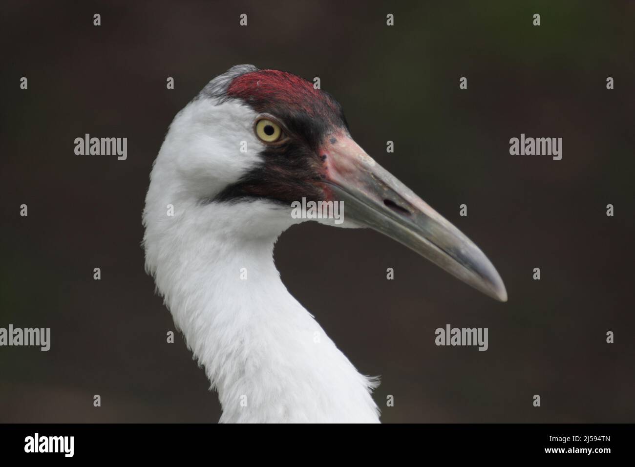 Close-up of Whooping Crane (Grus americana) captive in Homosassa, Florida, USA Stock Photo