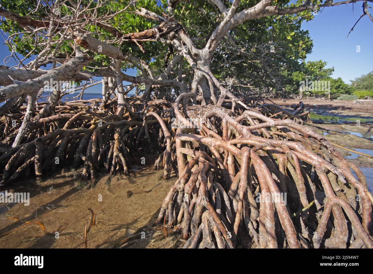 Roots of Red Mangrove (Rhizophora mangle) on Sanibel Island, Florida, USA Stock Photo