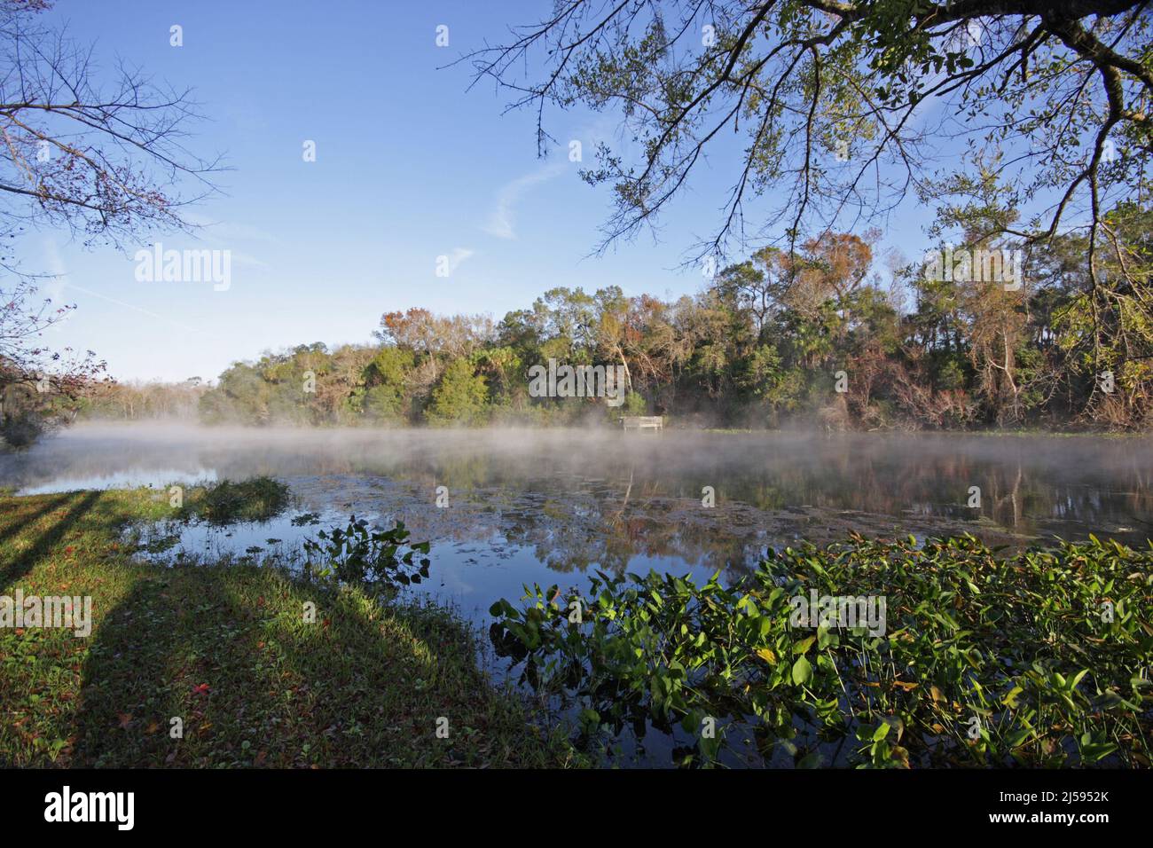 Landscape at Alexander Springs in the Ocala National Forest, Florida