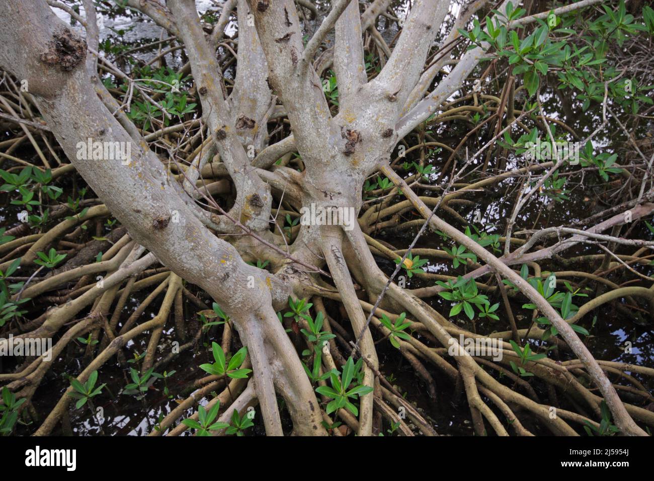 Red mangrove (Rhizophora mangle) on Sanibel Island, Florida, USA Stock Photo