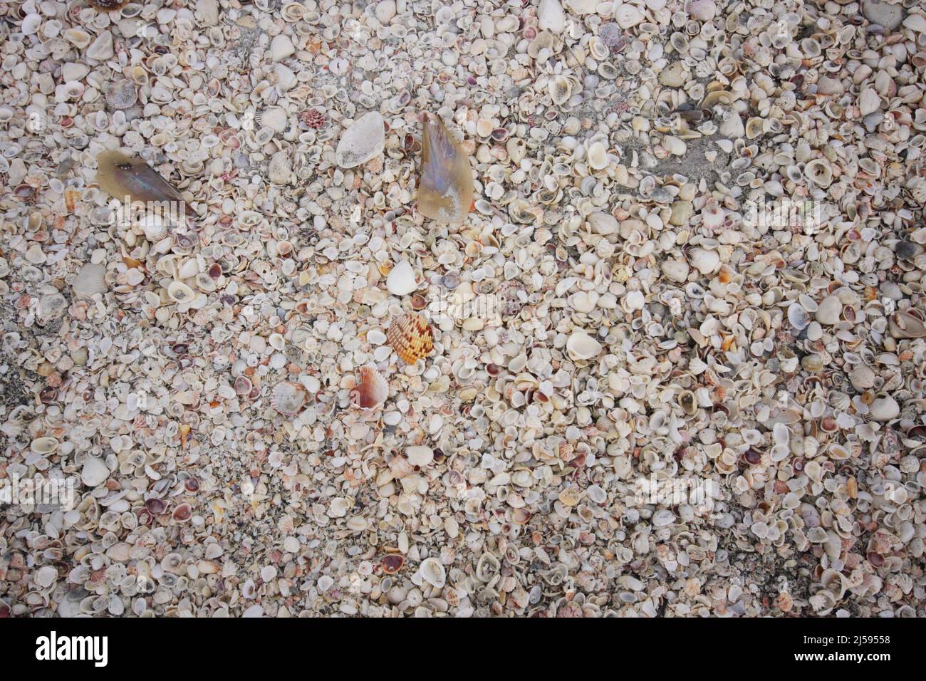 Washed up clams on the beach on Sanibel Island, Florida, USA Stock