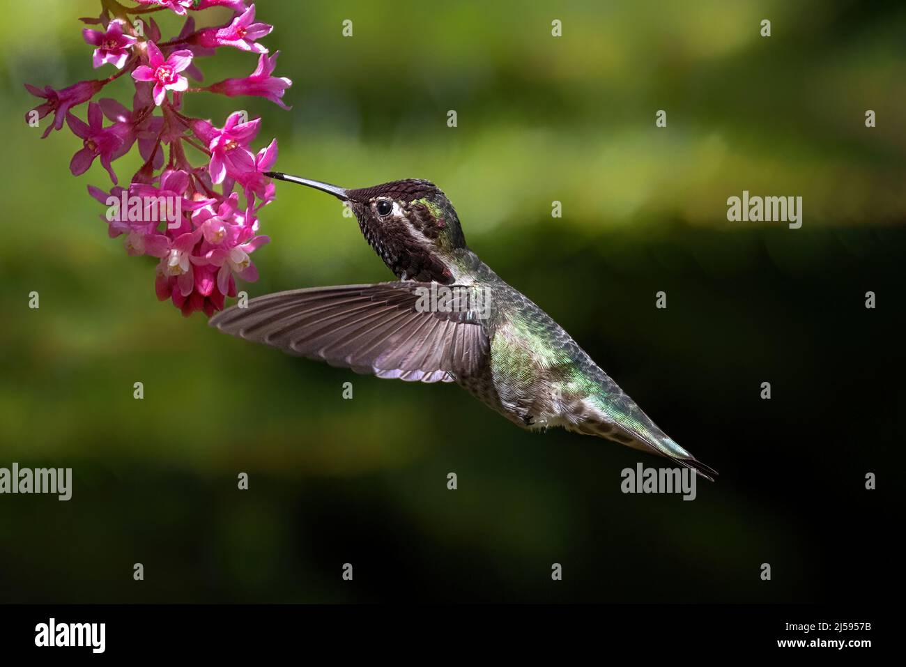 anna's hummingbird and flower at Vancouver BC Canada Stock Photo