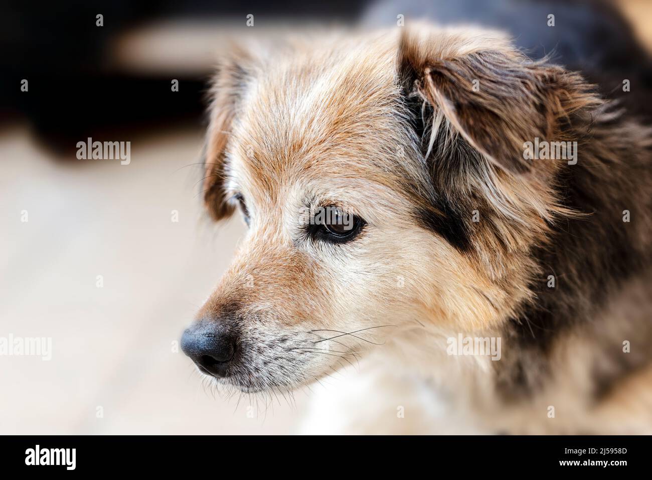 Dog- Pet- Animal Stock Photo