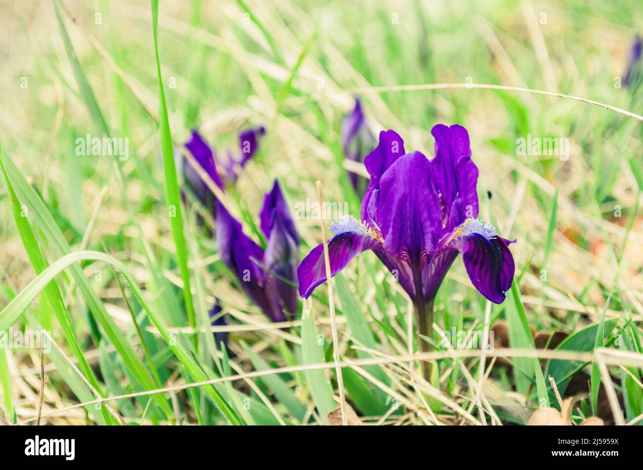 Iris reticulata bakeriana hires stock photography and images Alamy