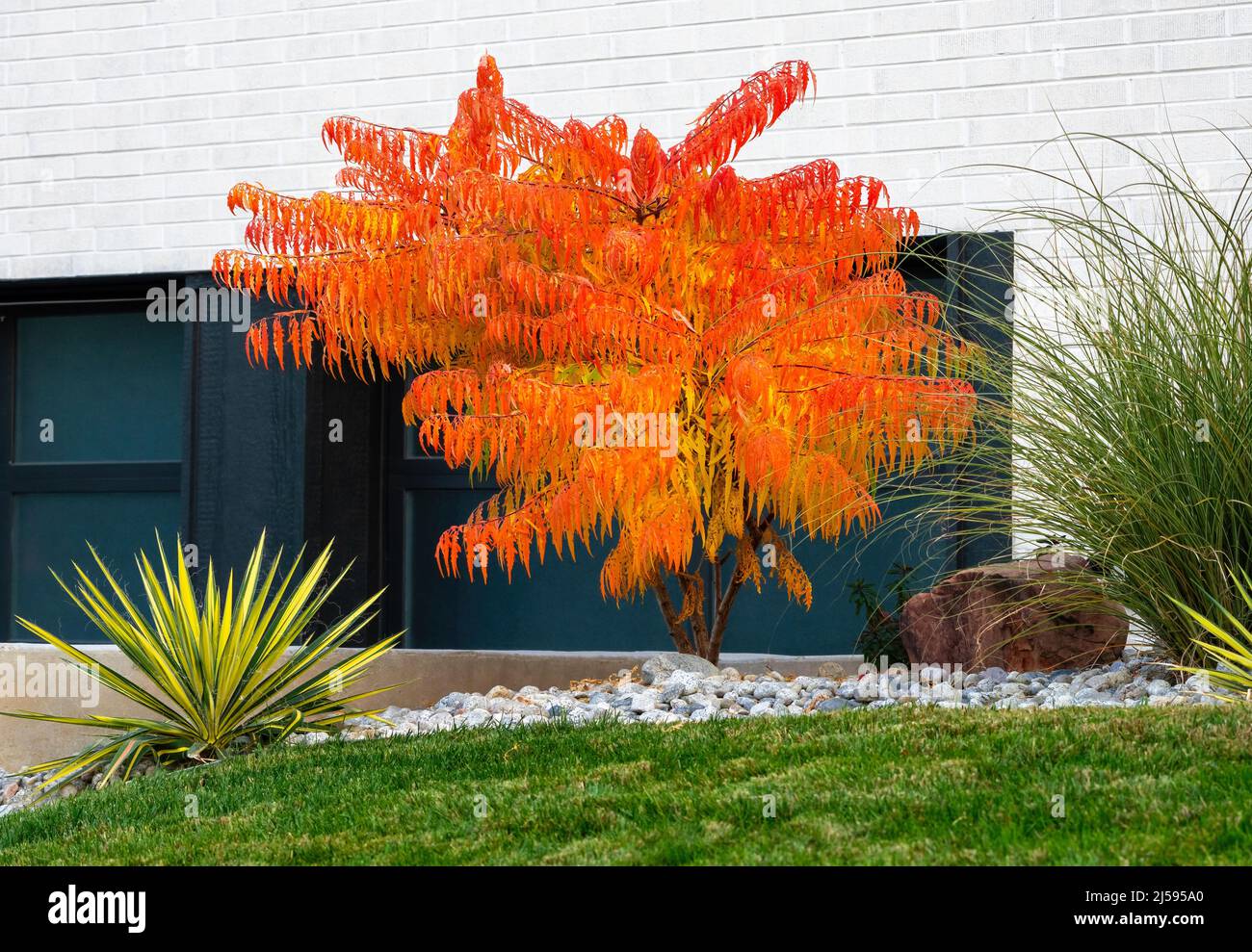 A Sumac tree, Rhus typhina Tiger Eyes, vibrantly orange in the Fall Season, is a beautiful addition in a well landscaped drought resistant garden. Stock Photo