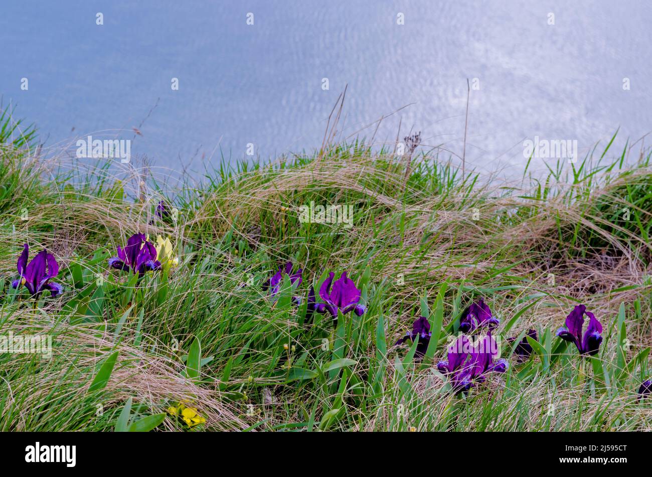Iris reticulata. bakeriana is a variety of plant in the genus Iris