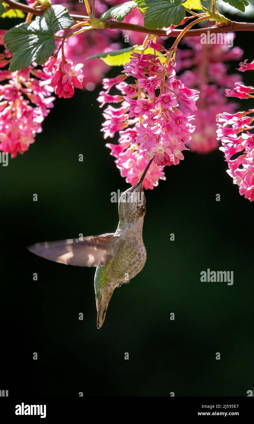 female anna's hummingbird and flower at Vancouver BC Canada Stock Photo