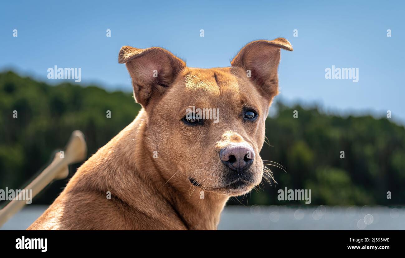 Portrait of dog during a fishing trip on a sunny day, horizontal Stock Photo