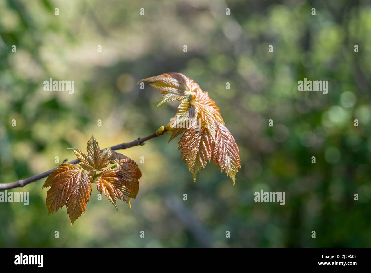 Young sycamore (Acer pseudoplatanus) leaves in the Spring sunshine. Stock Photo