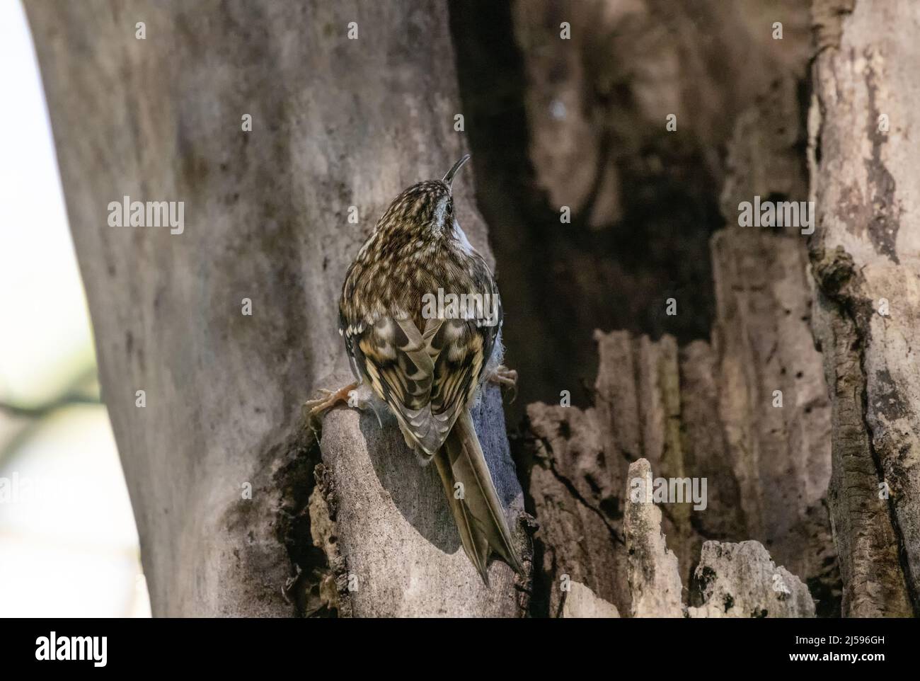 Creeper canada hires stock photography and images Alamy