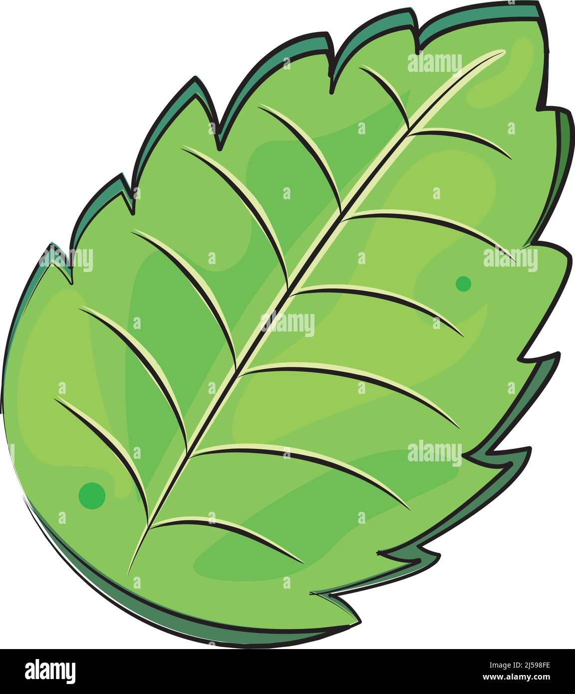 Isolated sketch of a mint leaf Vector Stock Vector Image & Art - Alamy