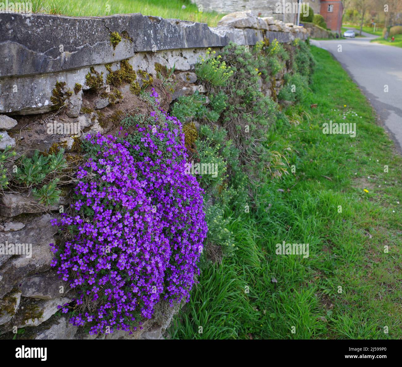Aubrieta or Aubretia is part of the cabbage family Brassicaceae. It has small violet, pink, or white flowers, and it inhabits rocks and banks. Stock Photo