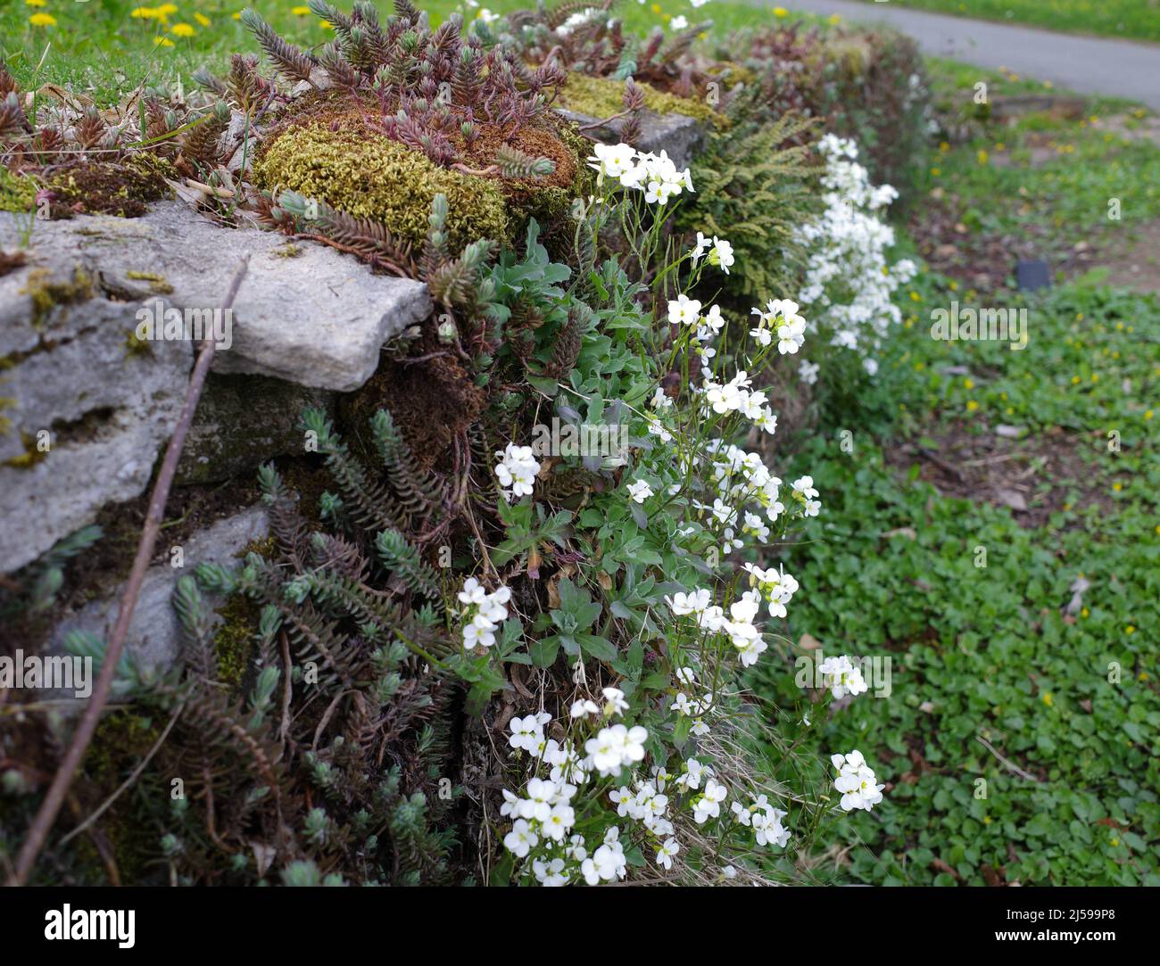 Garden wall made of natural stones overgrown with white Aubrieta and  sedum plants Stock Photo