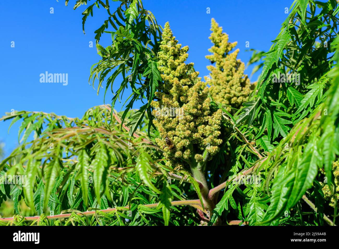 Minimalist monochrome background with large green leaves and small
