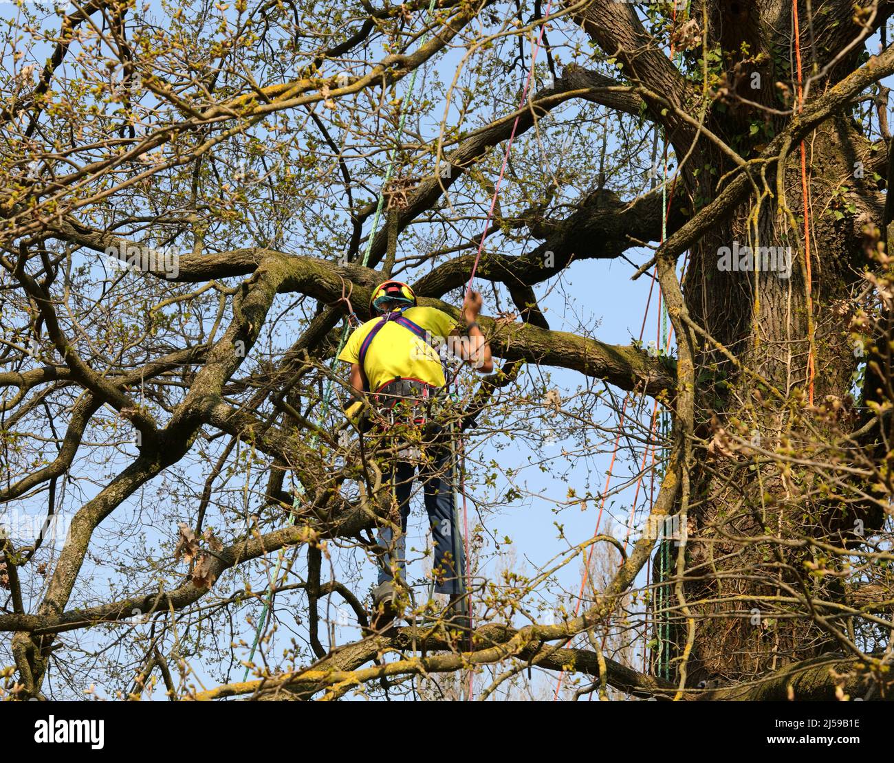 acrobatic gardener while pruning the branches of trees with helmet and ...