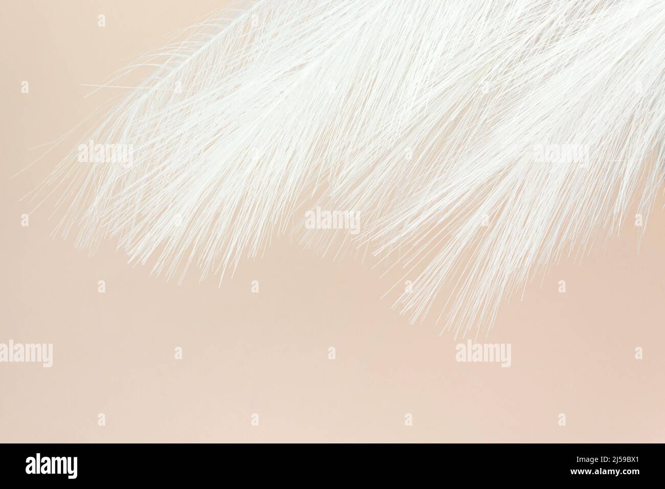 White Fluffy Feather on Pastel beige background. Ethereal Pink Fluffy Feather on Pastel beige background. Copy space. Stock Photo