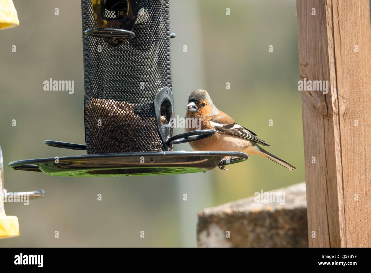 a male chaffinch (Fringilla coelebs) dining on seed from a hanging bird feeder Stock Photo