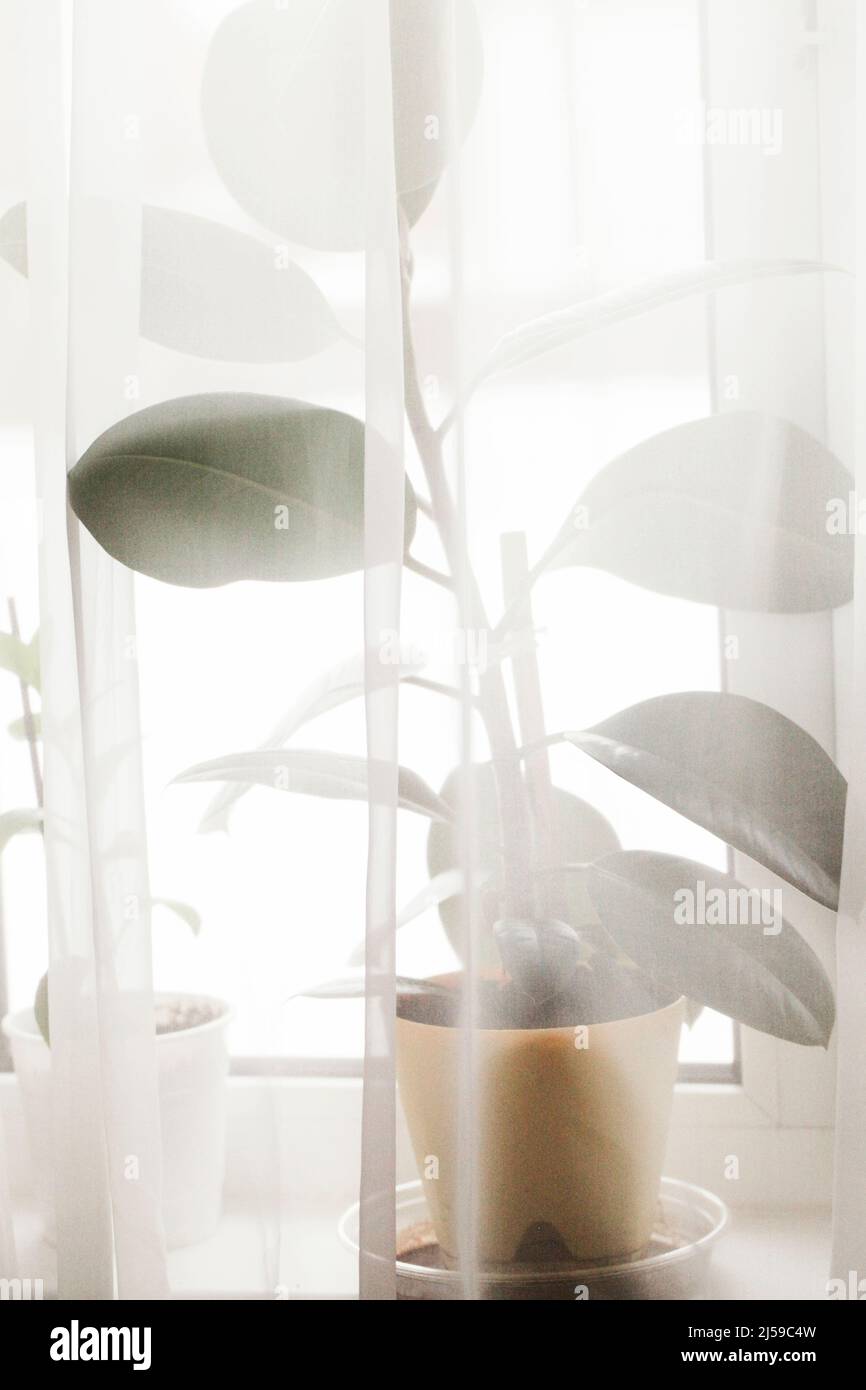 Decorative house plant in pot on windowsill with curtain with natural ...