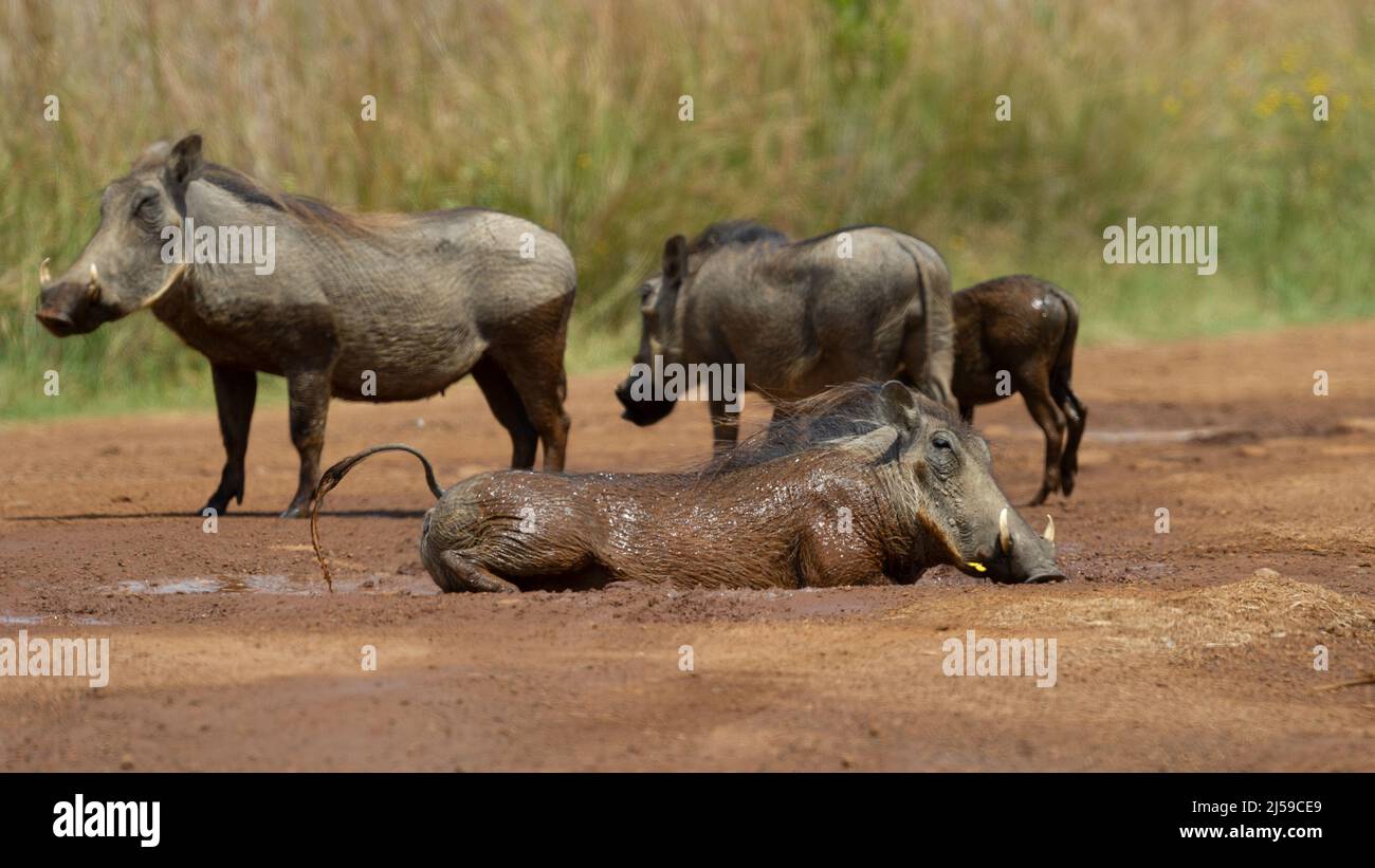 Warthog ( Phacochoerus africanus ) Pilanesberg, South Africa Stock Photo