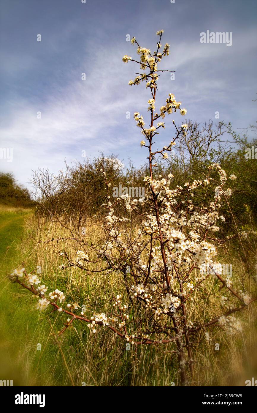 Prunus spinosa, blackthorn, flowering in late spring sunshine in ...