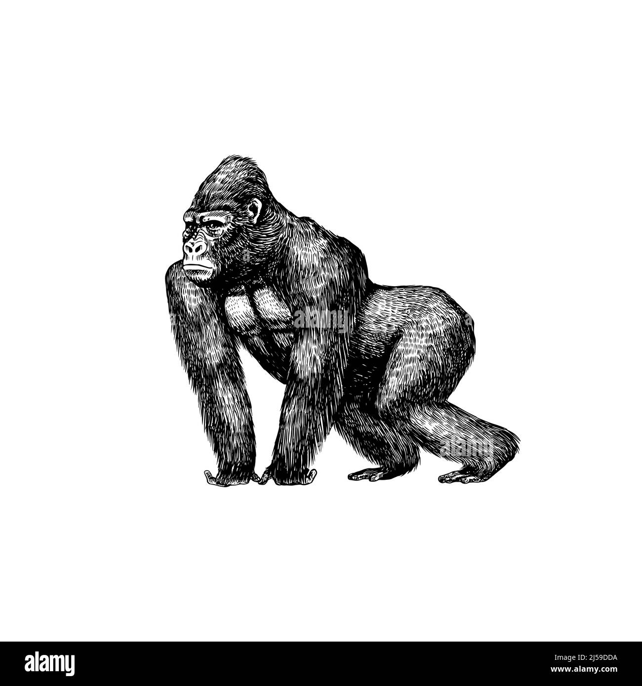 Gorilla Cutting Board, Engraved Style Drawing of Old Monkey