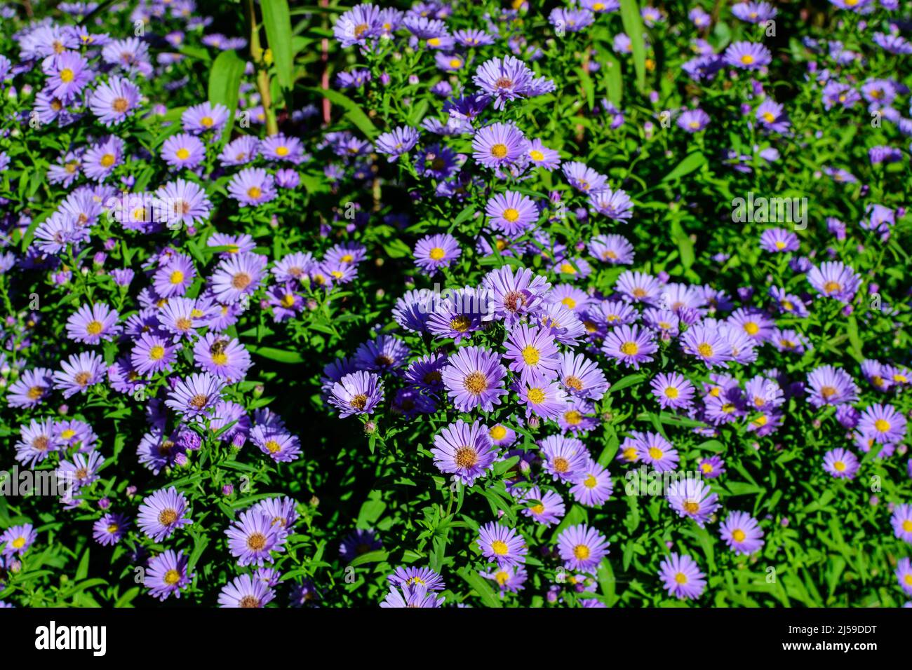 Many small vivid blue flowers of Aster amellus plant, known as the European Michaelmas daisy, in a garden in a sunny autumn day, beautiful outdoor flo Stock Photo